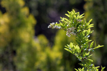 close up of pine needles