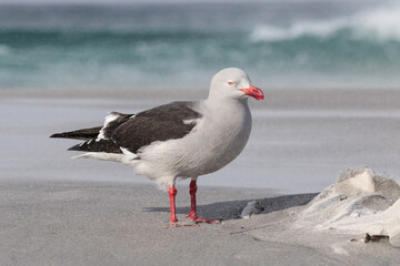 Dolphin Gull n a wind swept beach