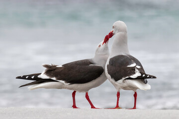 Dolphin Gull courtship