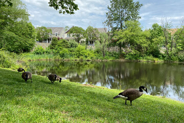 アメリカの郊外住宅地：ケントランズの街並み