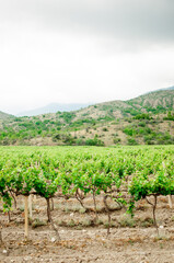 Fototapeta na wymiar Beautiful view of the vineyard, mountains, forest and sky. Winemaking, agriculture, green growing grapes.