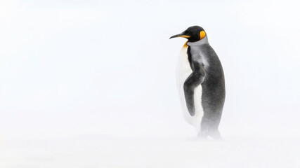 Fototapeta na wymiar King Penguin in a whiteout sandstorm