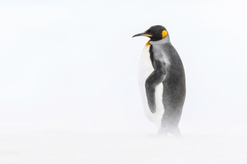 Obraz na płótnie Canvas King Penguin