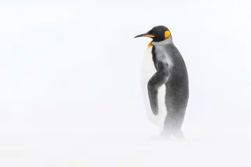 Zelfklevend Fotobehang King Penguin © David