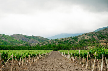 Fototapeta na wymiar Beautiful view of the vineyard, mountains, forest and sky. Winemaking, agriculture, green growing grapes.