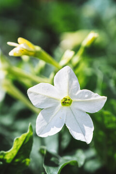 White flowers of Nicotiana alata in the garden. Nicotiana alata is a species of tobacco. Jasmine tobacco, sweet tobacco.