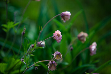 Small salmon flowers in the grass in the evening light