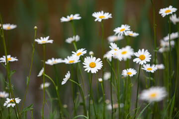 Camomile medow close up in the brown green background