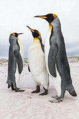 King Penguin courtship display
