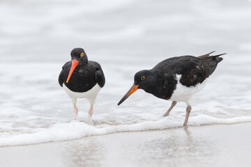 Magellanic Oystercatcher adult with chick