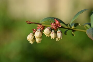 Fiori bianchi di mirtillo