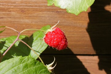 Macro close up of one isolated ripe red raspberry (rubus idaeus), wooden wall of garden hut...
