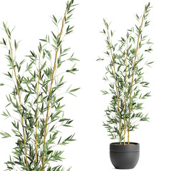 bamboo in a black pot isolated on white background