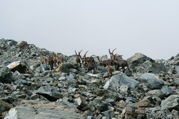 Steinbocks in the mountains in Piedmont, Italy 