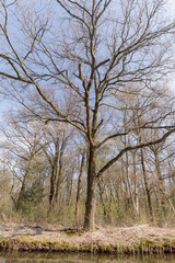 trees at the Ankeveense plassen