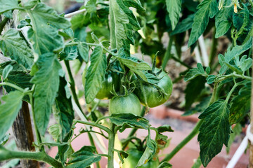 tomato plant
