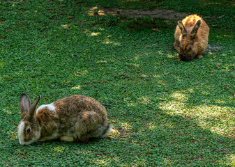 the cute rabbit with long ears eating grass