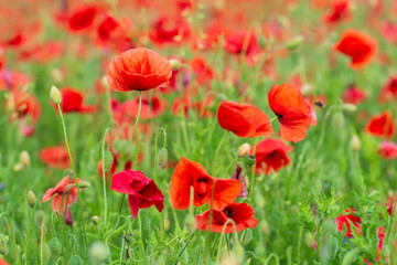 Fototapeta na wymiar Red poppy flowers.