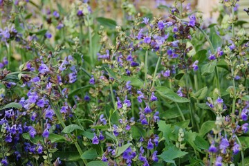 fiori blu di salvia officinalis
