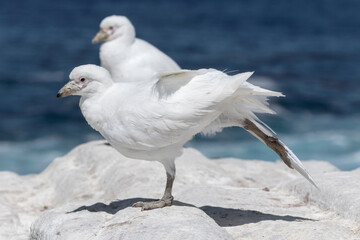 Snowy/ Pale faced Sheathbill