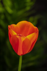 Beautiful red tulip flower on a blurry green background. Macro of a flower.
