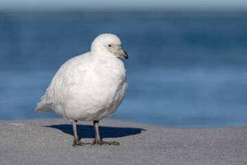 Snowy/ Pale faced Sheathbill