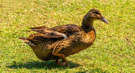 the cute duck is walking in the meadow