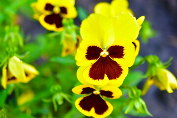 Yellow flowers of violet tricolor in the garden