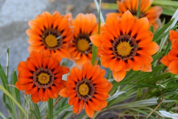 Fototapeta premium Fiori arancioni di gazania