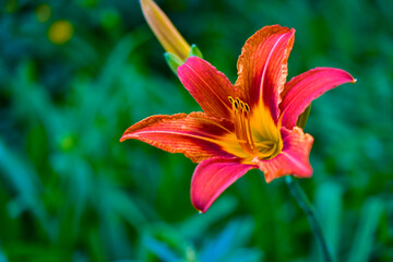 Carrot-colored Lily flowers in a green garden