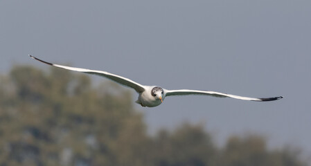 Pallas Gull (Ichthyaetus ichthyaetus) bird in flight over river Ganges in Haridwar, India