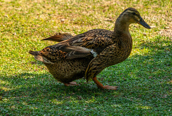 the cute duck is walking in the meadow