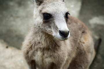 カンガルー　超接近の一枚　動物写真