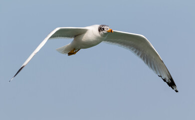 Black Headed Gull (Chroicocephalus ridibundus) or Sea bird in flight over river Ganges in Haridwar