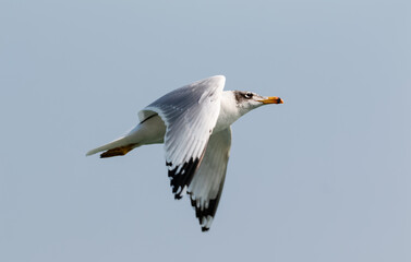 Fototapeta na wymiar Black Headed Gull (Chroicocephalus ridibundus) or Sea bird in flight over river Ganges in Haridwar