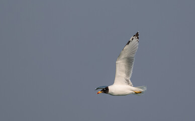 Black Headed Gull (Chroicocephalus ridibundus) or Sea bird in flight over river Ganges in Haridwar