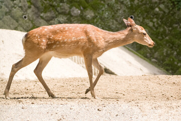 野生のシカ　ニホンジカ