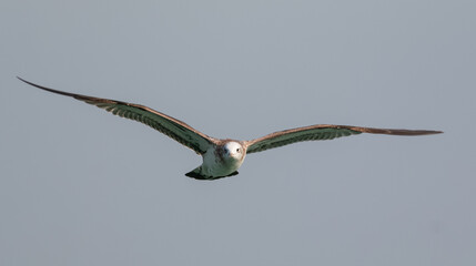 Pallas Gull (Ichthyaetus ichthyaetus) bird in flight over river Ganges in Haridwar, India