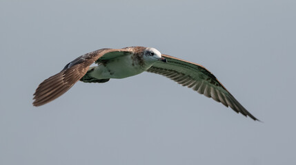 Pallas Gull (Ichthyaetus ichthyaetus) bird in flight over river Ganges in Haridwar, India