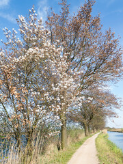 Obraz premium spring in the park