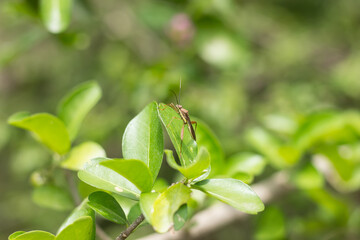 Obraz na płótnie Canvas Bug on Green leaf of Barbados or Acerola Cherry flower