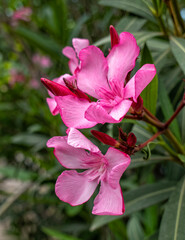 vibrant pink oleander flowers natural bouquet close up in the garden