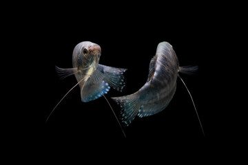 Opaline Gourami/Blue Gourami aquarium fish isolated on Black background