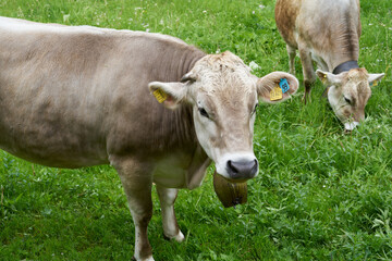 Cow with cowbell on a very green lush meadow field in the bavarian alps