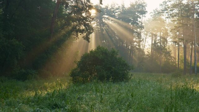 Magical forest at dawn. Rays of the sun break through the branches of huge trees. Sunny morning in the forest, summer concept. UHD, 4K