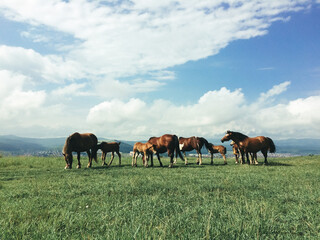 Fototapeta na wymiar wild horses free on a field