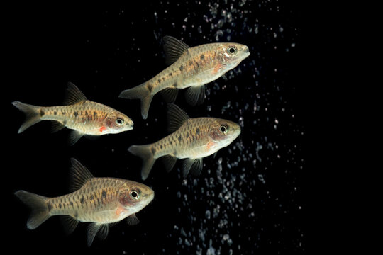 Puntius Banksi also known as Saddle Barb isolated on black