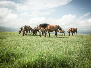Naklejka na ściany i meble wild horses free on a field