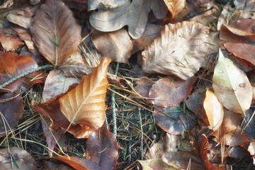 Fallen leaves on the forest floor in November, background, texture, copy space
