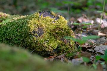 Moos auf Baumstamm